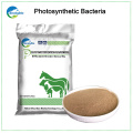 High Content Photosynthetic Bacteria For Poultry